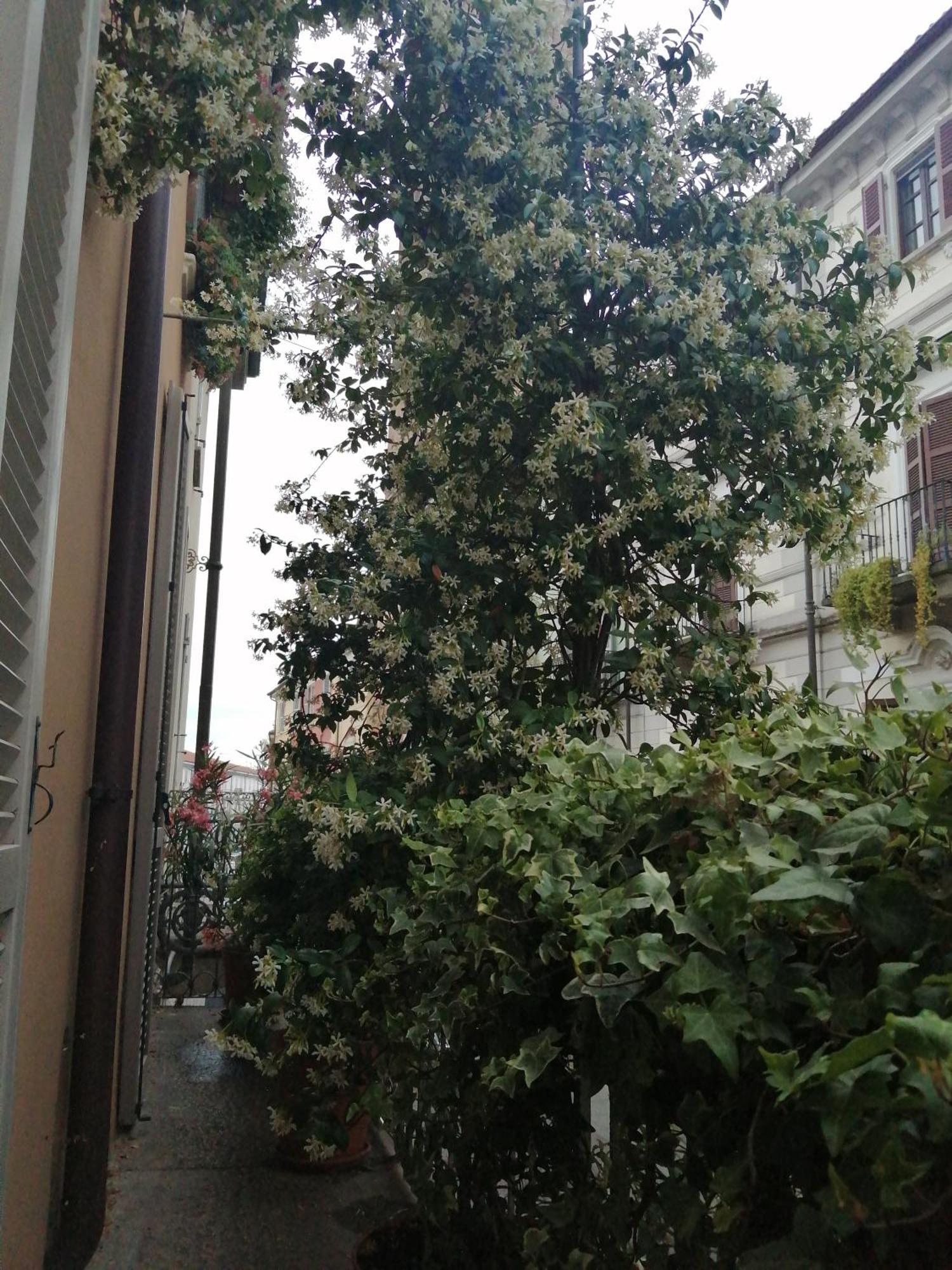 Le Melusine Daire Vercelli Dış mekan fotoğraf